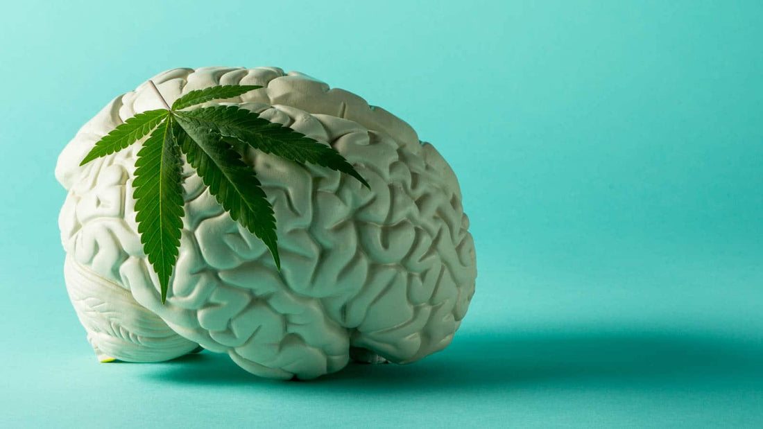 Quel est l'impact du CBD/CBG sur le cerveau ?