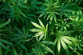 Pour qui le CBD est-il approprié réellement ?